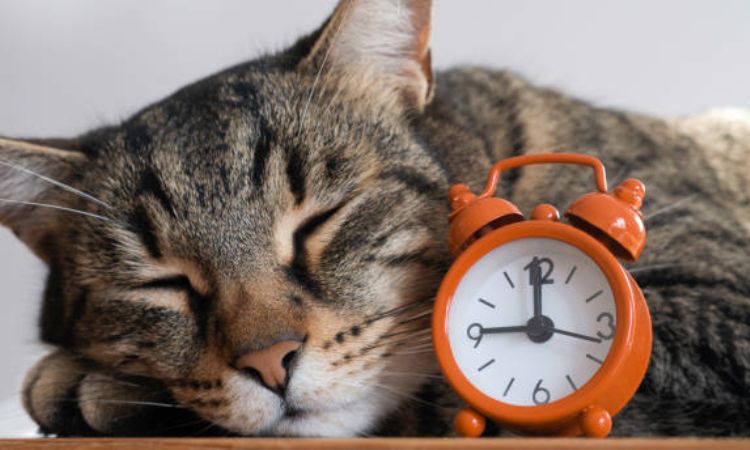 How many hours a day do cats sleep by age