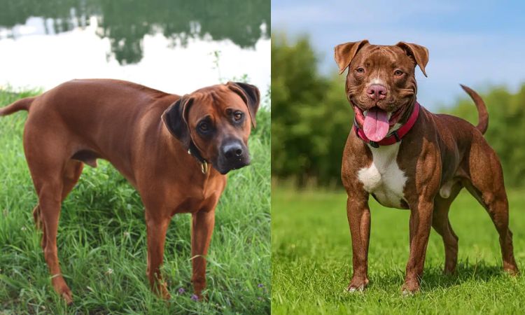 Appearance and Characteristics