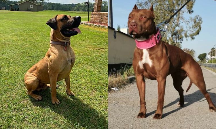 Breed Identities and Misconceptions