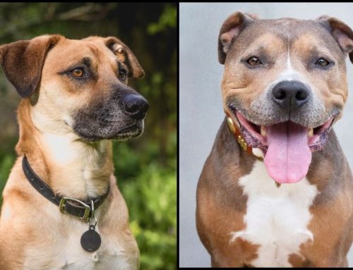 Is a black mouth cur a Pitbull?