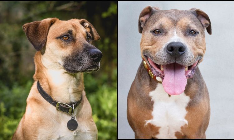 Is a black mouth cur a Pitbull