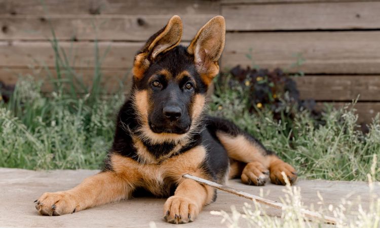 German Shepherd
