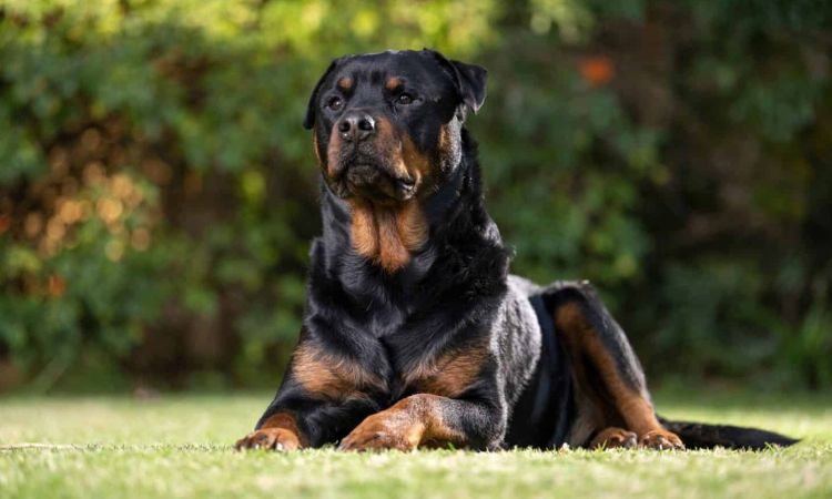 Rottweiler