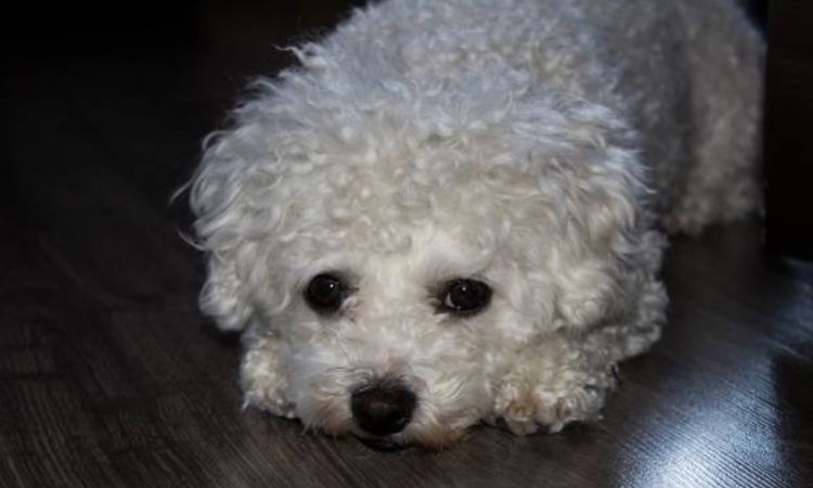 Bichon Frise