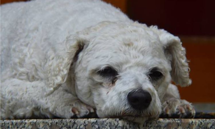Other Health Problems That Can Shorten a Bichon’s Life