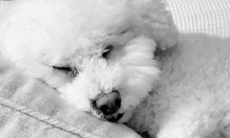 How to Help Your Bichon Live Longer