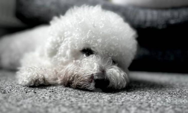 What do Bichon Frise usually die from