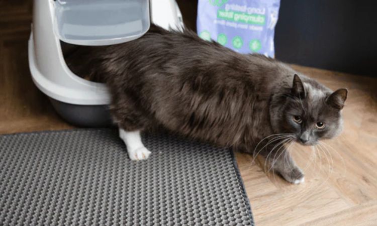 Behavioral Stress and Territorial Marking