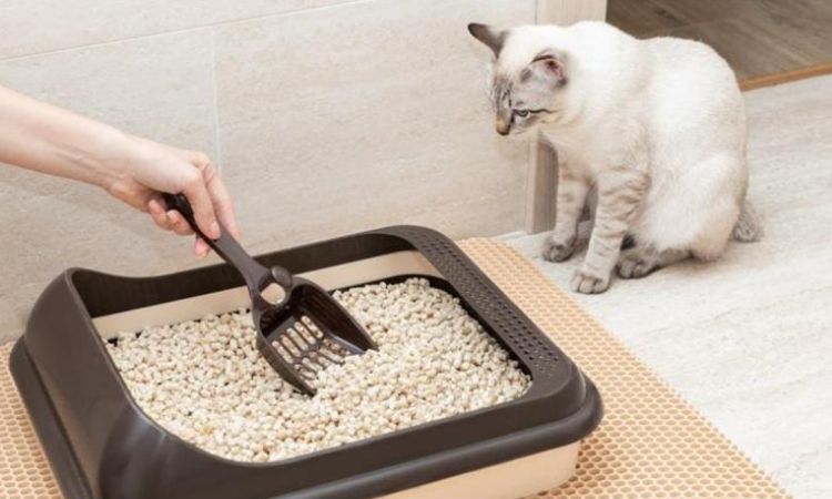 How to Stop Inappropriate Urination