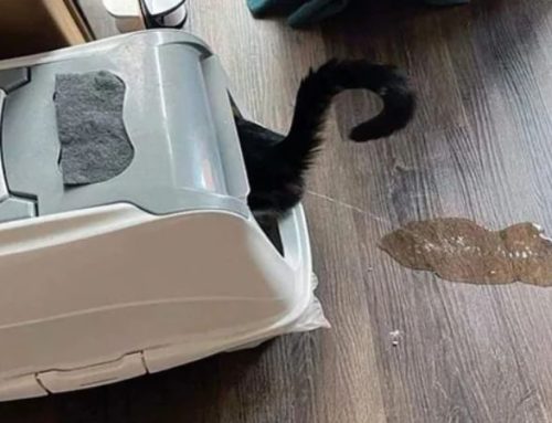 Why Is My Cat Peeing Outside the Litter Box? Causes, Solutions, and Expert Tips
