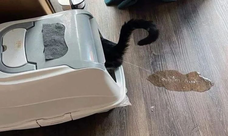 Why Is My Cat Peeing Outside the Litter Box