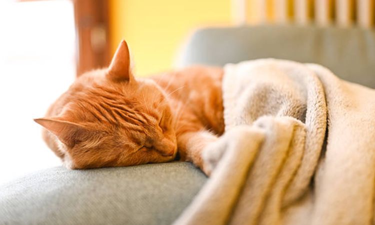 Common Medical Causes for Appetite Loss & Fatigue