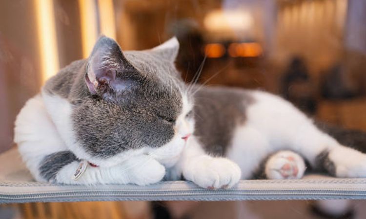 why is my cat sleeping all day and not eating