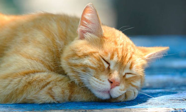 why is my cat sleeping all day and not eating