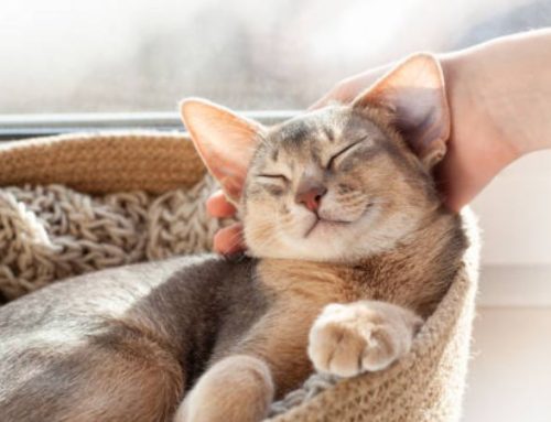 Why is My Cat Sleeping All Day and Not Eating