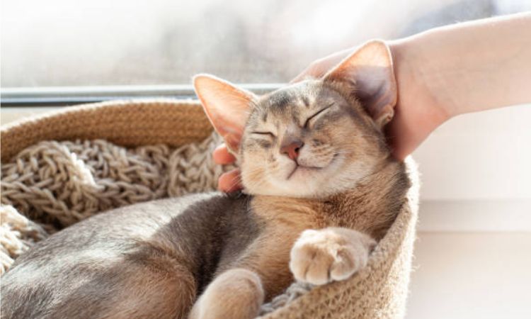 Why is My Cat Sleeping All Day and Not Eating