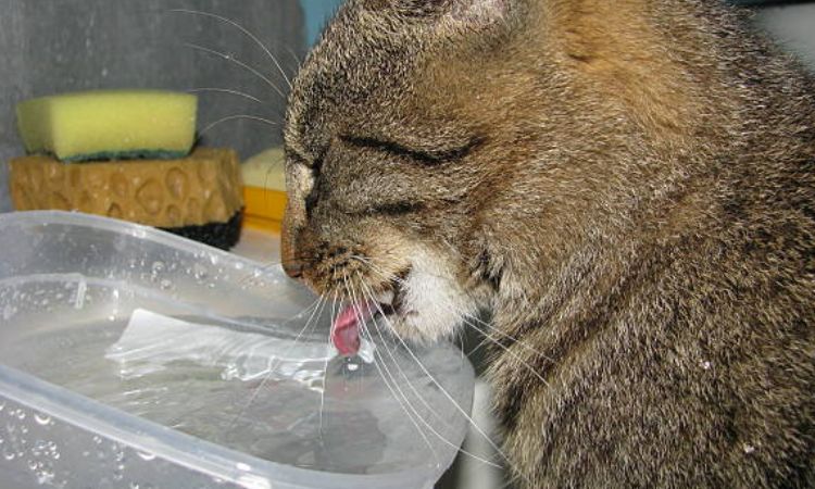 Serious medical causes in male cats