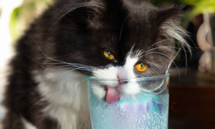 why is my male cat drinking so much water