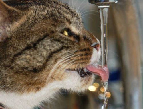 Why is my male cat drinking so much water
