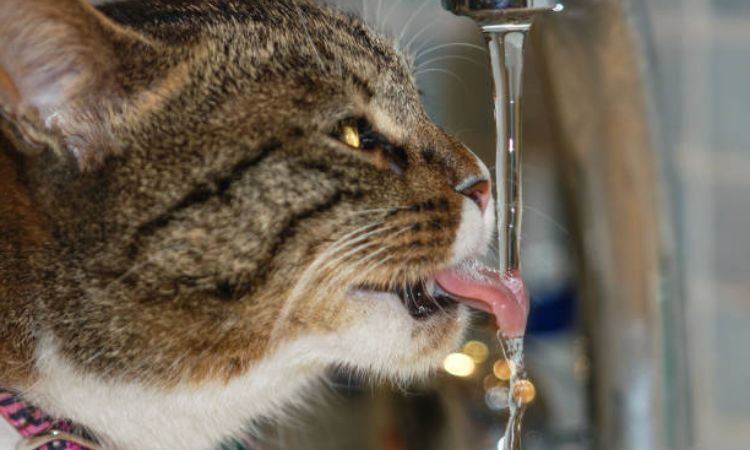 Why is my male cat drinking so much water